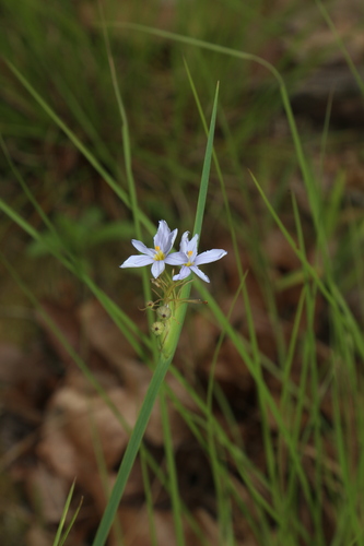 Image of Sisyrinchium elizabethiae by (c) Reid Hardin, some rights reserved (CC BY)