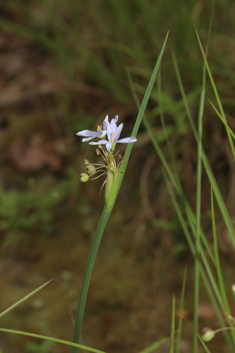 Image of Sisyrinchium elizabethiae by (c) Reid Hardin, some rights reserved (CC BY)