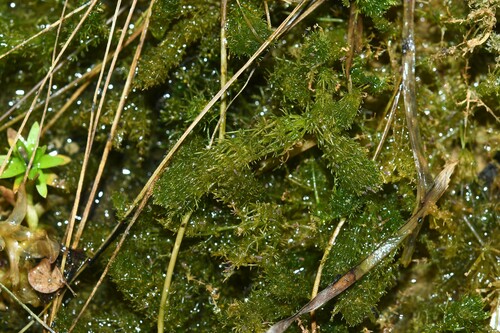 Chara hydropitys, 2023-04-06