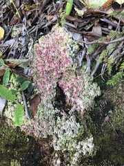 Sphagnum magellanicum