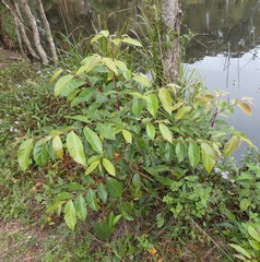 Glochidion sumatranum