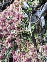 Sphagnum magellanicum