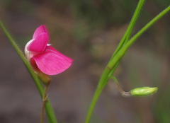 Lathyrus nissolia