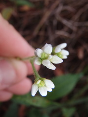 Persicaria strigosa