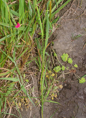 Lathyrus nissolia