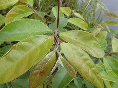 Glochidion sumatranum