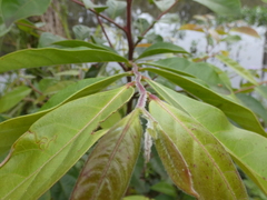 Glochidion sumatranum