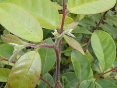 Glochidion sumatranum