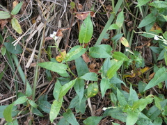 Persicaria strigosa