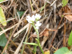 Persicaria strigosa