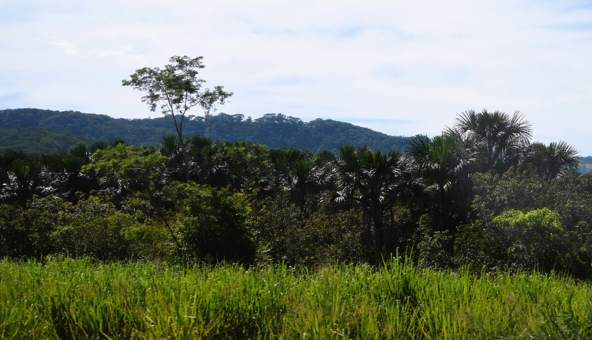 Mauritia flexuosa