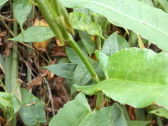 Persicaria strigosa
