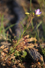 Cheiranthera alternifolia