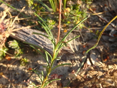 Cheiranthera alternifolia