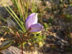 Cheiranthera alternifolia