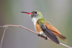 Amazilia Hummingbird photo 2