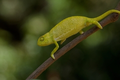 Senegal Chameleon photo 1