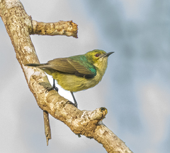 Banded Green Sunbird photo 2