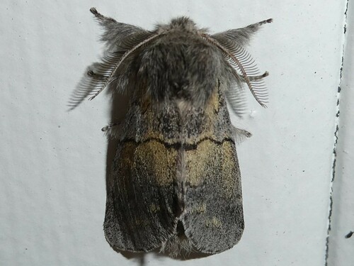 Lintner's Gluphisia Moth photo 3