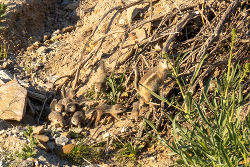 White-tailed Antelope Squirrel photographed in Nevada