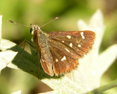 Piruna polingii