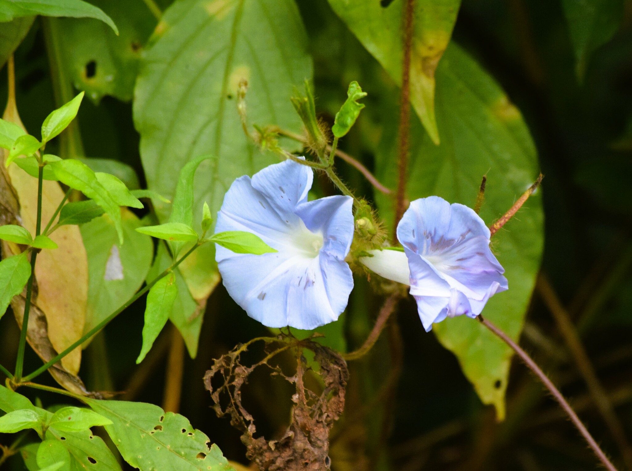 Ipomoea nil