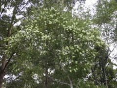 Melaleuca salicina