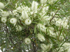 Melaleuca salicina