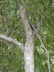 Melaleuca salicina