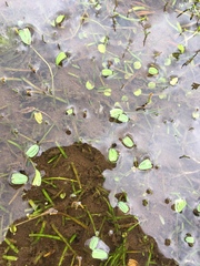 Alchemilla diplophylla
