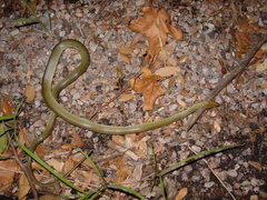 Senticolis triaspis intermedia