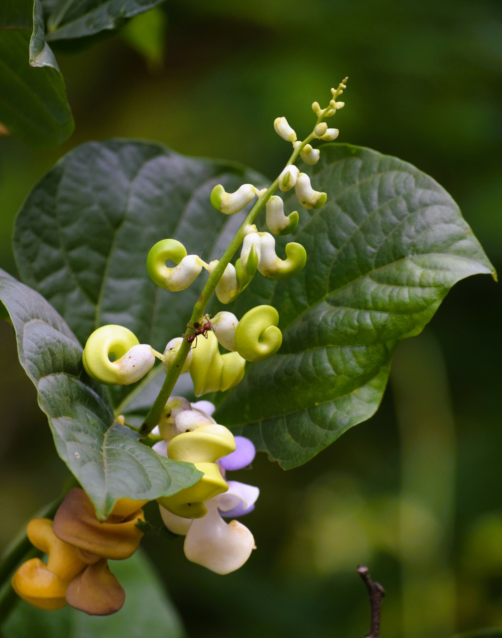 Cochliasanthus caracalla
