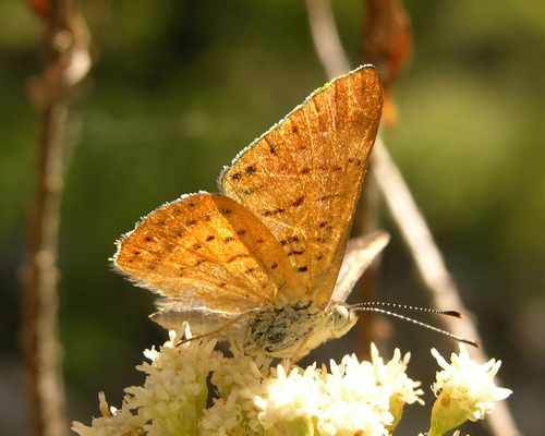 Ares Metalmark