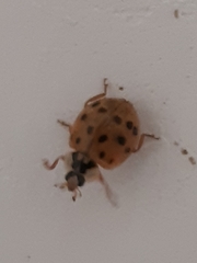 Harmonia axyridis