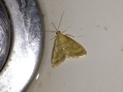 Crocidophora tuberculalis