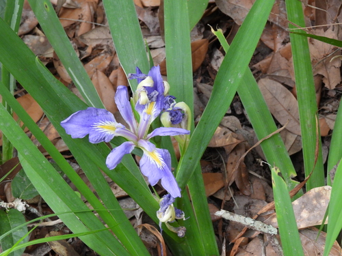 Image of Iris brevicaulis by (c) ncb1221, some rights reserved (CC BY)