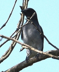 Campephagidae