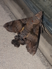 Macroglossum pyrrhosticta