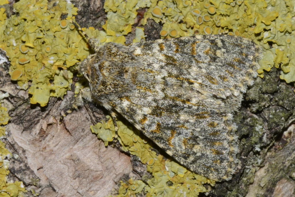 Large Ranunculus
