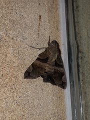 Macroglossum pyrrhosticta