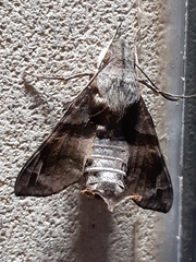 Macroglossum pyrrhosticta