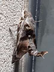 Macroglossum pyrrhosticta