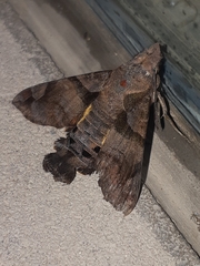 Macroglossum pyrrhosticta