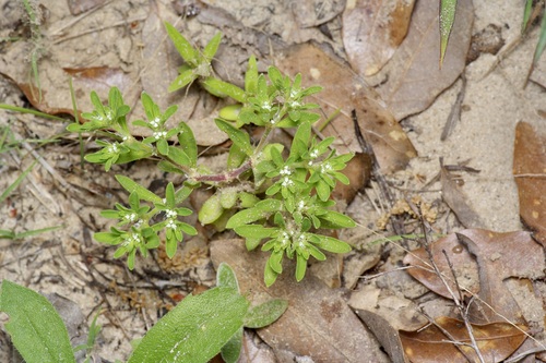 Image of Paronychia drummondii by (c) Michelle W. （鍾偉瑋）, some rights reserved (CC BY)