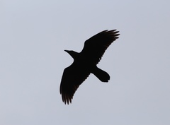 Corvus corax principalis
