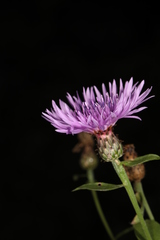 Centaurea