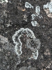 Lepraria neglecta