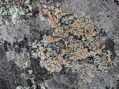 Rhizoplaca subdiscrepans