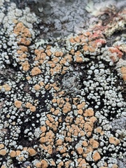 Rhizoplaca subdiscrepans