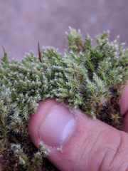 Racomitrium canescens